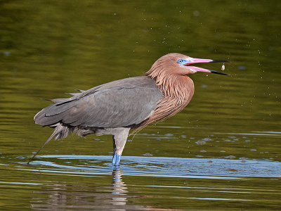 JHH_3078crop.jpg