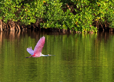 JHH_2381crop.jpg
