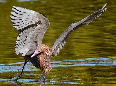 JHH_2773crop2.jpg