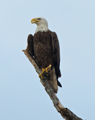 g9/35/493835/3/159545348.zYybkaCg.jpg