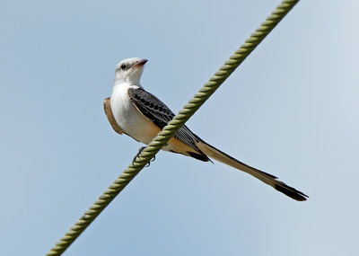 SCISSOR TAIL FLY CATCHER        JHH_3317.jpg