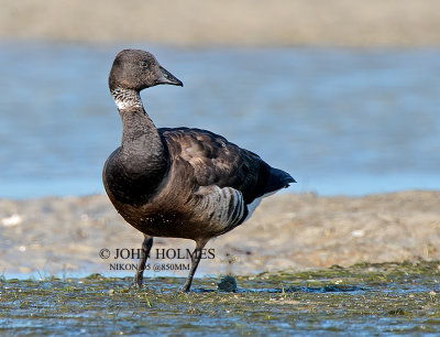 Black Brant.jpg