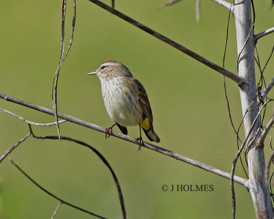D5H_9091.jpg