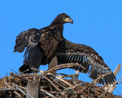JHH_9028 crop.jpg