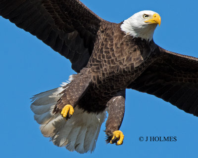 JHH_9240 CROP.jpg