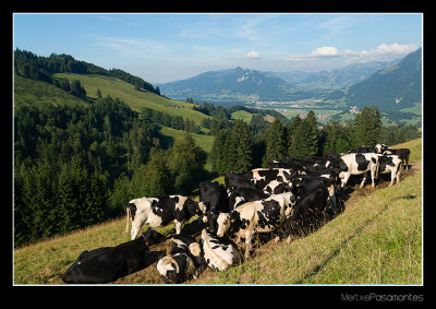 Swiss cows