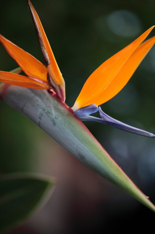 Bird of Paradise