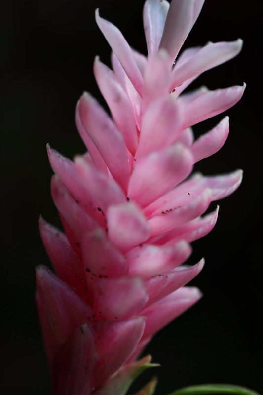 Pink Ginger