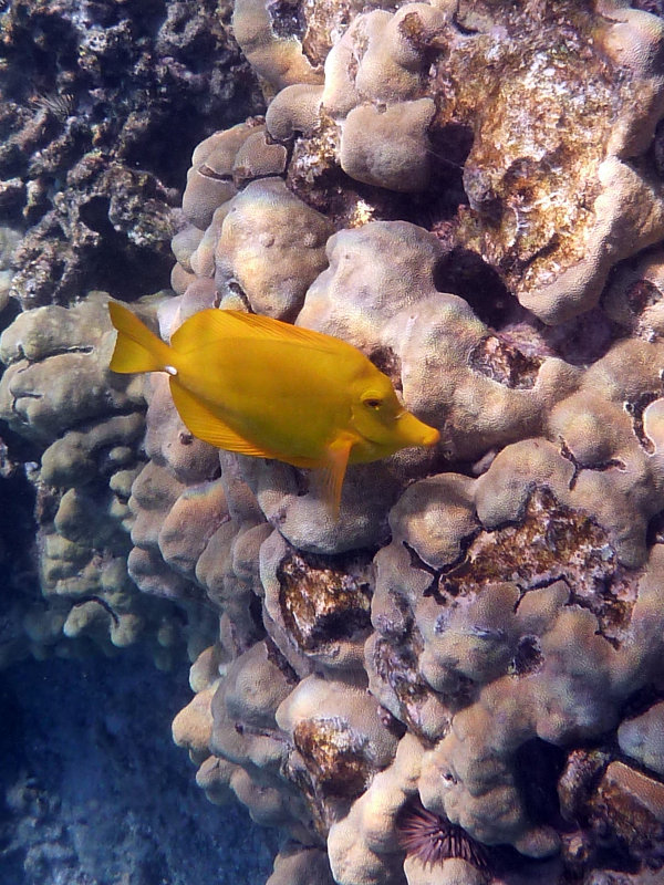 Yellow Tang