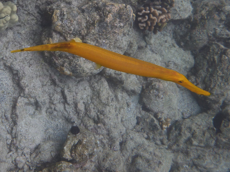 Trumpetfish