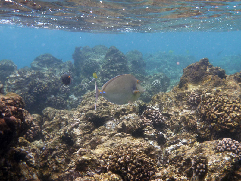 Unicorn Surgeonfish