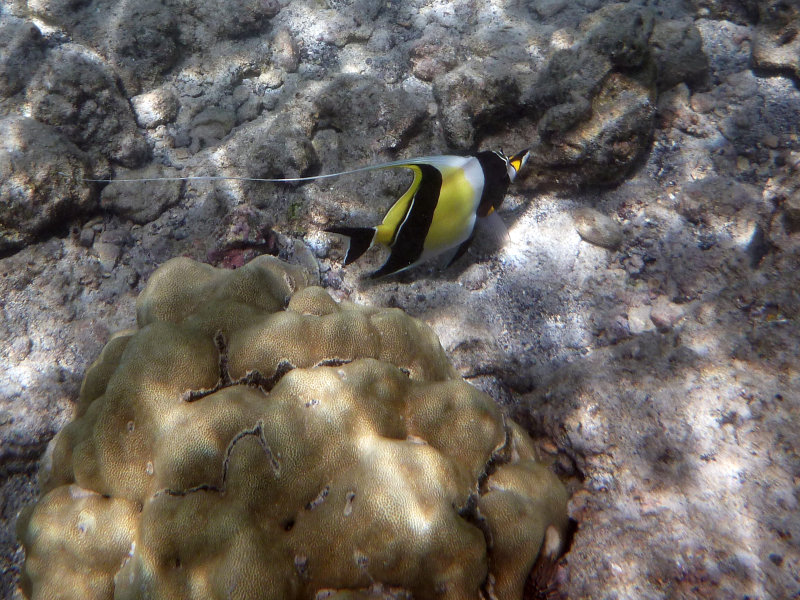 Another Moorish Idol