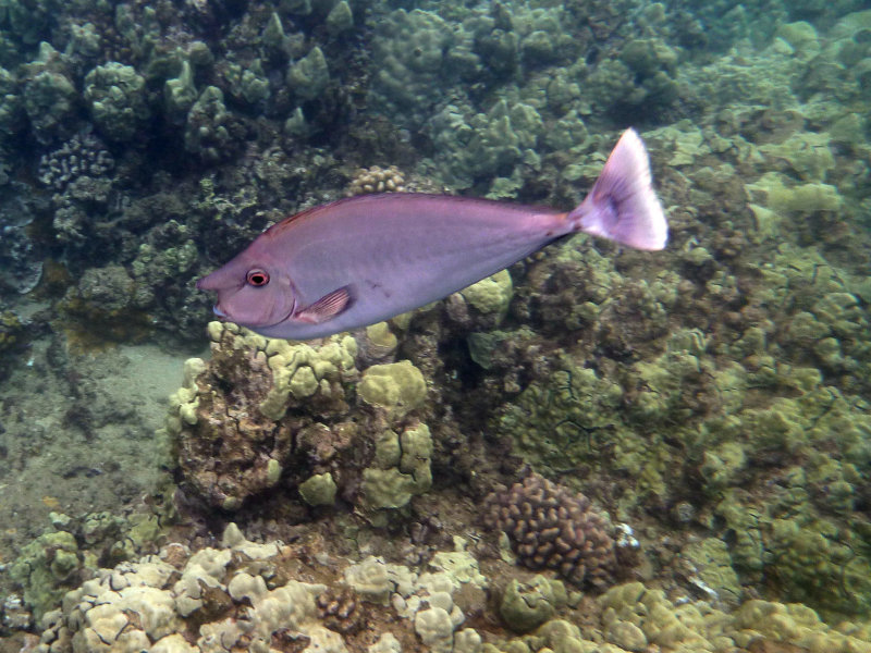 Unicorn Surgeonfish again