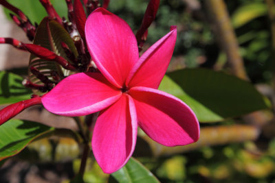 Plumeria