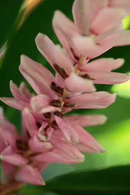 Pink Ginger
