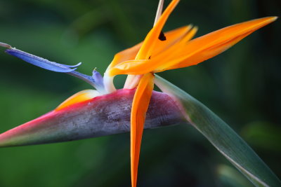 Bird of Paradise