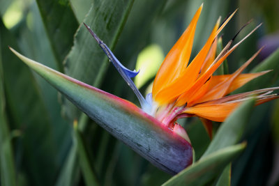 Bird of Paradise - 2