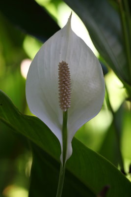 Spathiphyllum Clevelandii