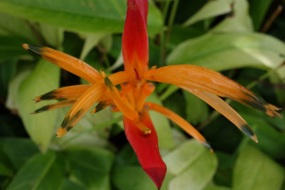 Flowering Heliconia