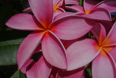 Plumeria