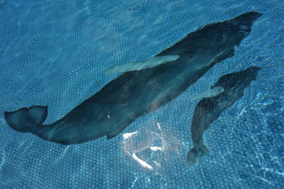 Whale sighting!!!!!