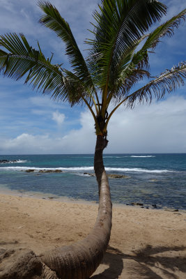 Beachfront at Mama's