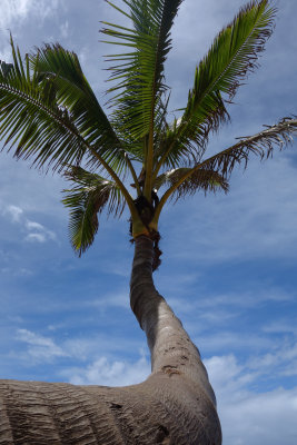 Maui Beachscapes and More