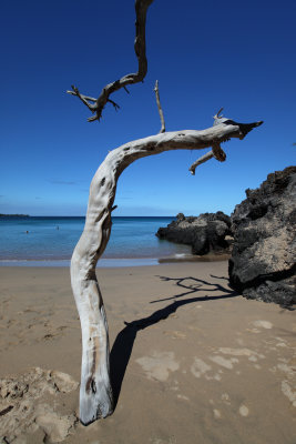 Sculpture by Mother Nature, at Waialea Beach