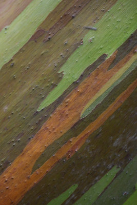 Rainbow eucalyptus bark, along the Road to Hana