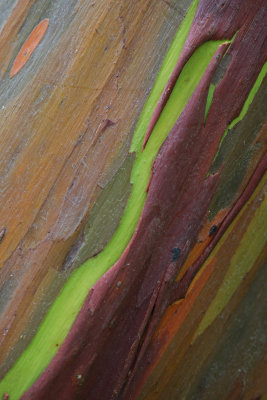 More rainbow eucalyptus bark
