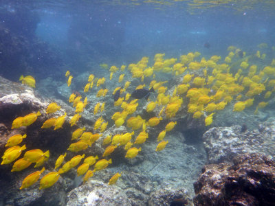 School of yellow tang, with a few black durgon tagging along