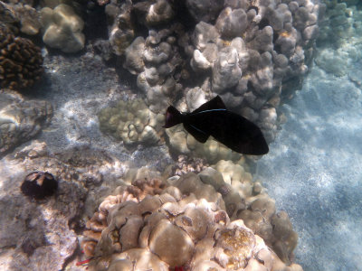 Another Black Durgon Triggerfish