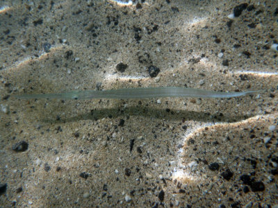 Nunu Coronet fish