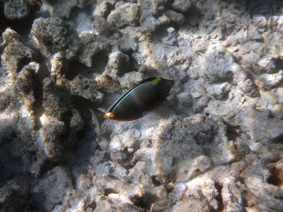 Orangespine Unicornfish