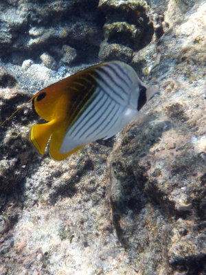 Threadfin Butterfly Fish