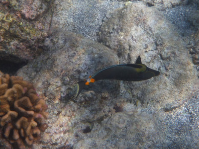 Another Orangespine Unicornfish