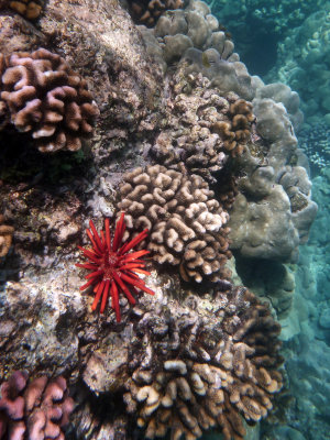 Red Pencil Sea Urchin(?)