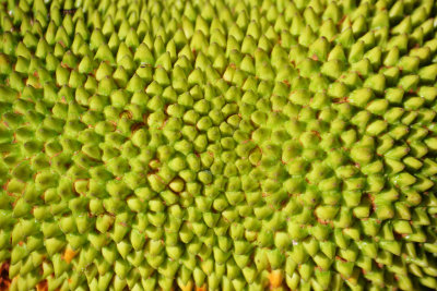 Jack Fruit