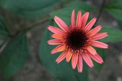 Fall Garden