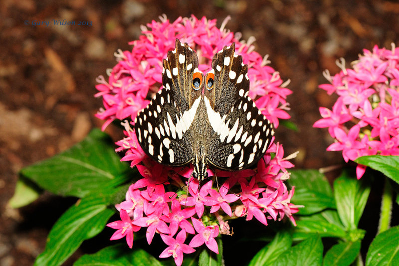 Citrus Swallowtail at Butterfly Wonderland