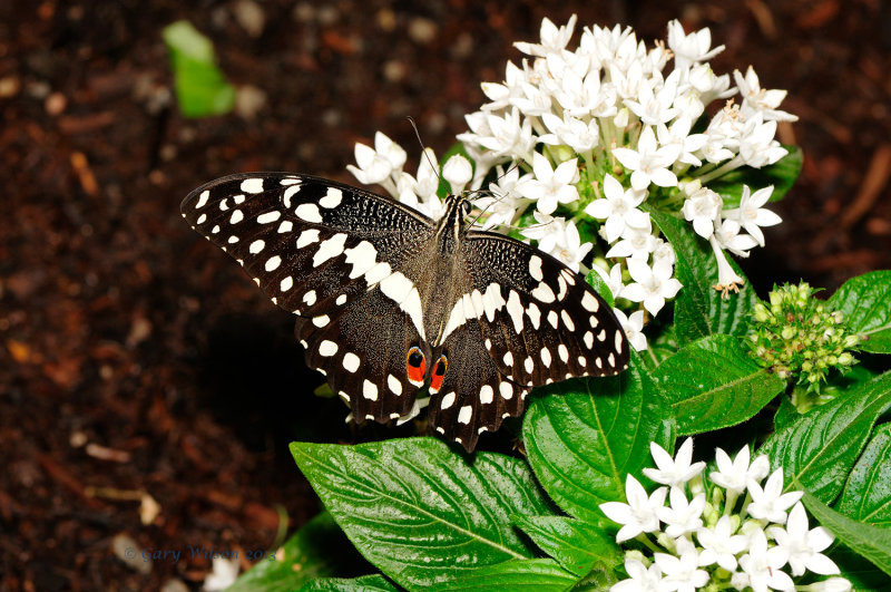 Cirus Swallowtail @Butterfly Wonderland