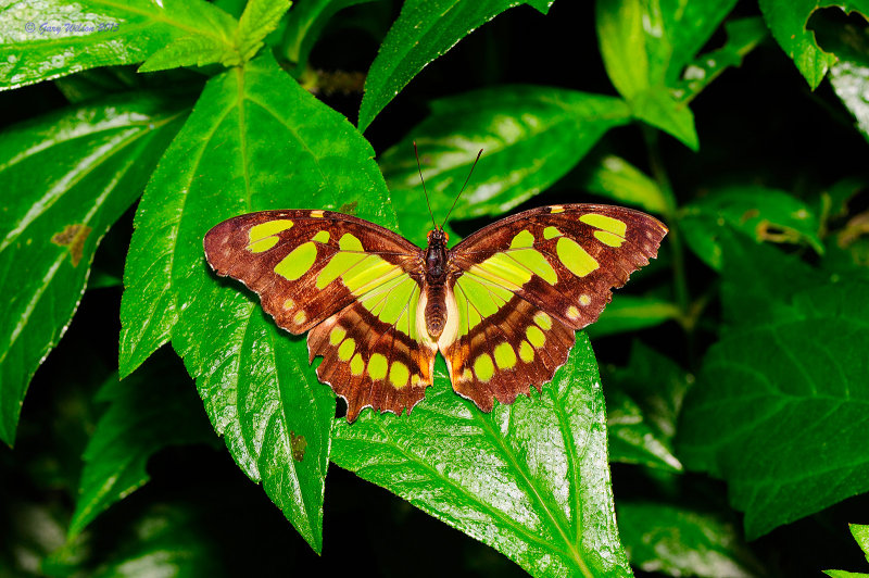 Malachite at Butterfly Wonderland
