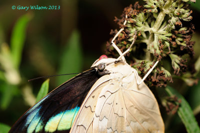 I believe this is an African Blue Banded Swallowtail @ Butterfly Wonderland