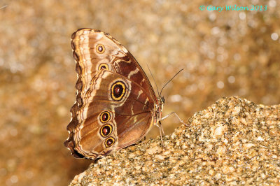 Common Blue Morpho @Butterfly Wonderland