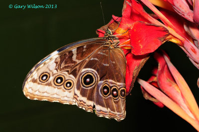 Common Blue Morpho @Butterfly Wonderland