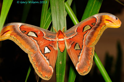Atlas Moth @Butterfly Wonderland