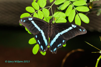 African Blue-Banded Swallowtail @Butterfly Wonderland