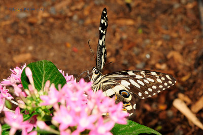 Spicebush Swallowtail at Butterfly Wonderland