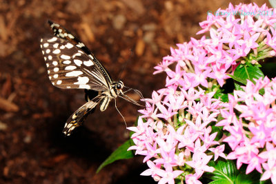 Spicebush Swallowtail at Butterfly Wonderland