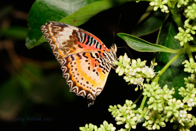 Leopard Lacewing at Butterfly Wonderland